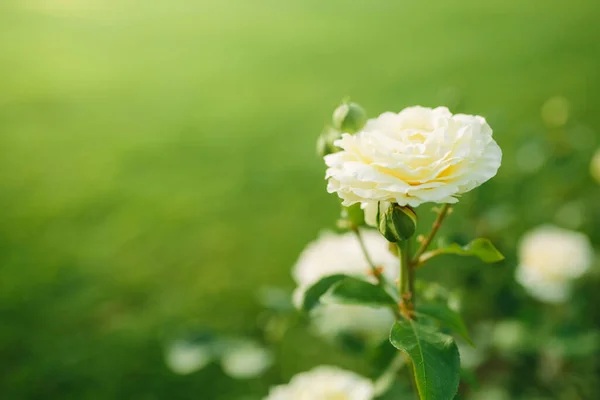 美丽的白玫瑰在落日花园的花丛中绽放 自然的春光背景和复制的空间 — 图库照片