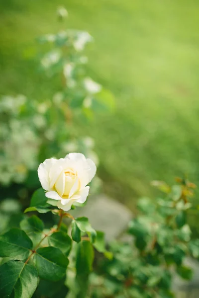 Vacker Vit Ros Blomma Närbild Blommar Buske Solnedgången Trädgård Natur — Stockfoto