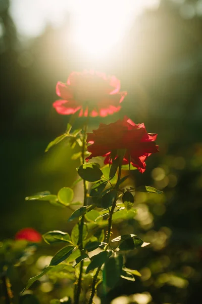 Vacker Röd Ros Blomma Närbild Blommar Buske Solnedgången Trädgård Natur — Stockfoto