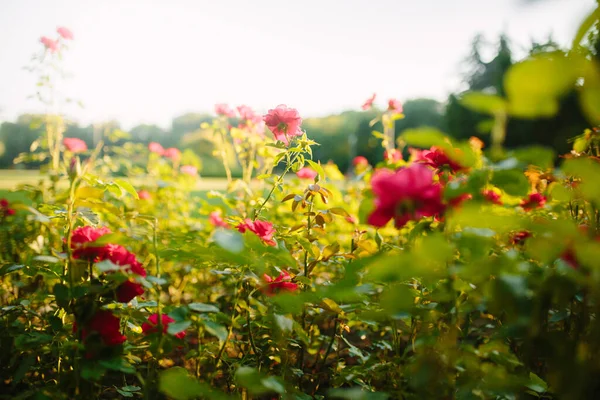 Vackra Röda Rosor Blommar Solnedgången Trädgård Natur Våren Bakgrund — Stockfoto