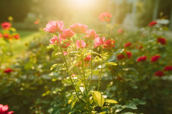 Gün Batımı Bahçesinde Açan Güzel Kırmızı Pembe Güller Doğanın Bahar — Stok fotoğraf