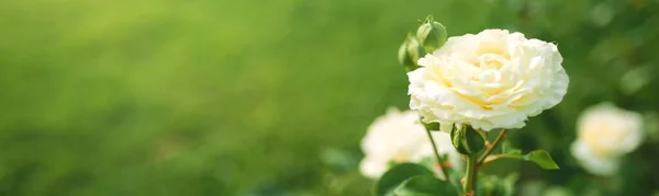 美丽的白玫瑰花朵绽放在落日花园的花丛中 自然春光映衬着复制的空间 — 图库照片