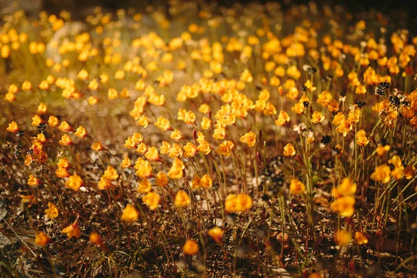 Pâques Printemps Nature Fond Avec Soleil Petites Fleurs Jaunes Mise — Photo