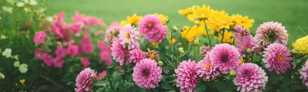 Jardim Bonito Flor Com Asters Florescendo Flores Diferentes Luz Solar — Fotografia de Stock