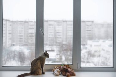 Evcil kedi pencerede oturuyor. Kış zamanı, pencerenin arkasında kar.