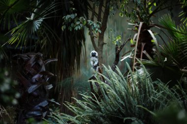 Pamuk kaplı tamarin maymunu, küçük Yeni Dünya maymunu, yemyeşil tropik bitki ve ağaçların arasında duruyor.