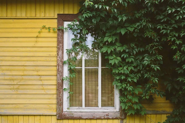 Window Cozy Little Country House Painted Yellow Lush Green Trees — Stock Photo, Image