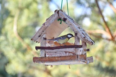 The bird eats from the feeder. The bird eats fat in the winter. The bird eats white bread. clipart