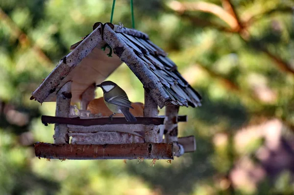 Vögel an der frischen Luft füttern. Meise isst Weißbrot. — Stockfoto