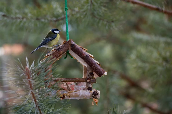 El pájaro come del alimentador. El pájaro come grasa en invierno. El pájaro come pan blanco . — Foto de Stock