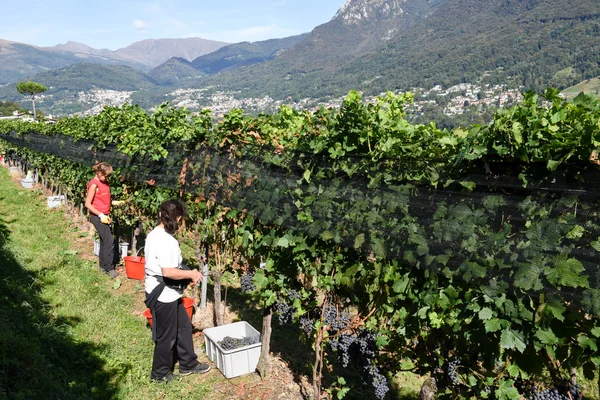 スイス ルガノ近くの porza で、ブドウ園 — ストック写真
