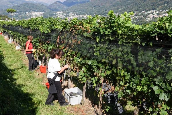 Winnica w porza w pobliżu lugano w Szwajcarii — Zdjęcie stockowe