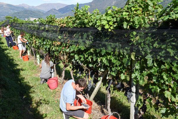 Виноградник в Порце, недалеко от Лугано, Швейцария
