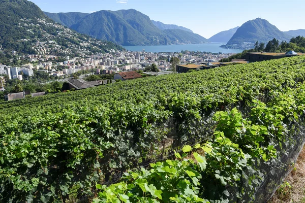 Vigneto a Porza vicino Lugano — Foto Stock