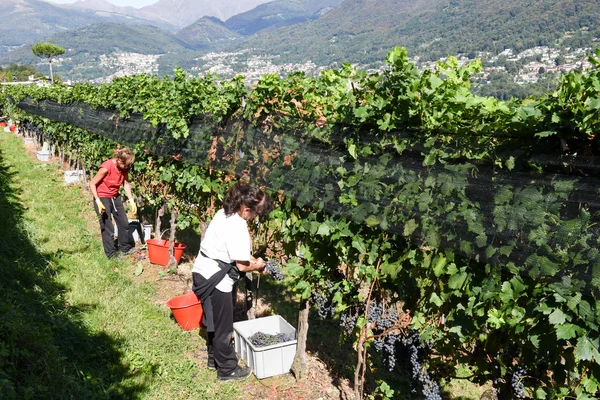 Winnica w porza w pobliżu lugano w Szwajcarii — Zdjęcie stockowe