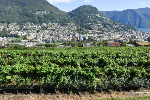 Winnica w porza w pobliżu lugano — Zdjęcie stockowe