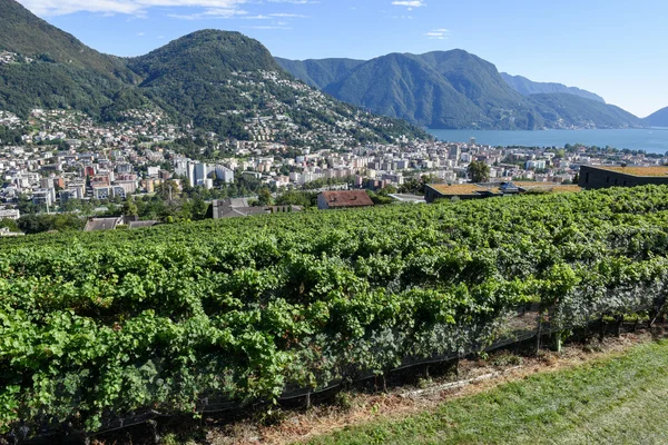 Vigneto a Porza vicino Lugano — Foto Stock