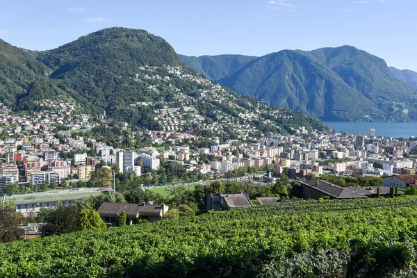 Vigneto a Porza vicino Lugano — Foto Stock