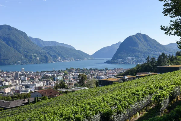 Vineyard at Porza near Lugano — Stock Photo, Image