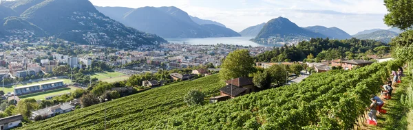 Vinice v porza nedaleko Lugana na Švýcarsko — Stock fotografie