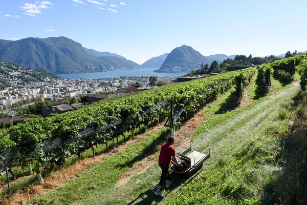 Winnica w porza w pobliżu lugano w Szwajcarii — Zdjęcie stockowe