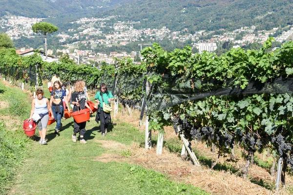 Vigneto di Porza vicino Lugano in Svizzera — Foto Stock