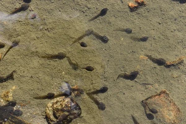 Kurbağa yavrularını bir gölde Yüzme sürüsü — Stok fotoğraf