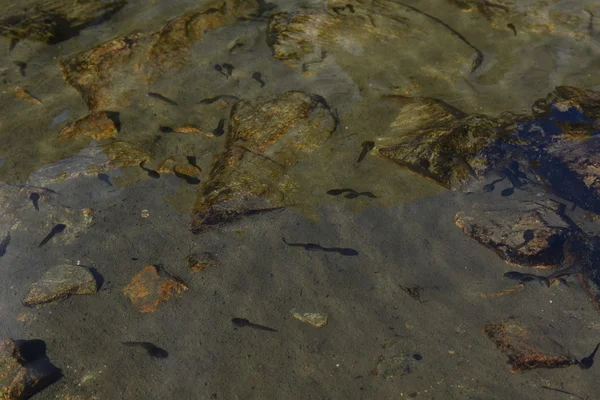 Roj plavání pulci v jezeře — Stock fotografie