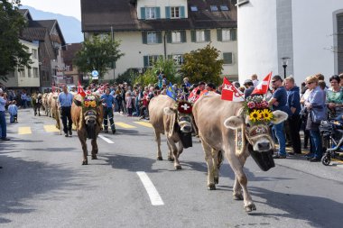 Çiftçiler ile inek sürüsü yıllık yaylacılıktan üzerinde