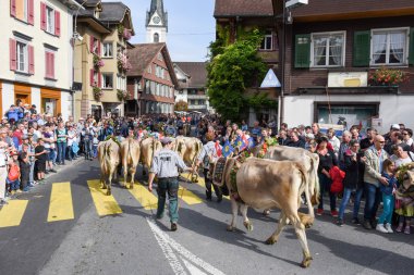 Çiftçiler ile inek sürüsü yıllık yaylacılıktan üzerinde