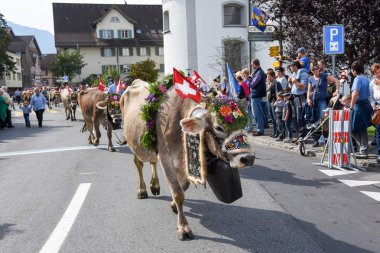 Çiftçiler ile inek sürüsü yıllık yaylacılıktan üzerinde
