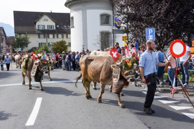 Çiftçiler ile inek sürüsü yıllık yaylacılıktan üzerinde