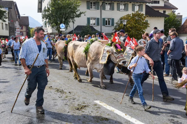 Agricoltori con una mandria di vacche in transumanza annuale — Foto Stock