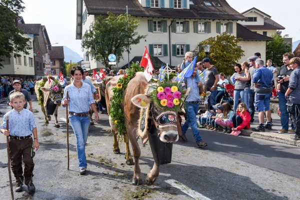 Farmers with a herd of cows on the annual transhumance — Stock Photo, Image