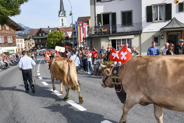 Agriculteurs avec un troupeau de vaches en transhumance annuelle — Photo