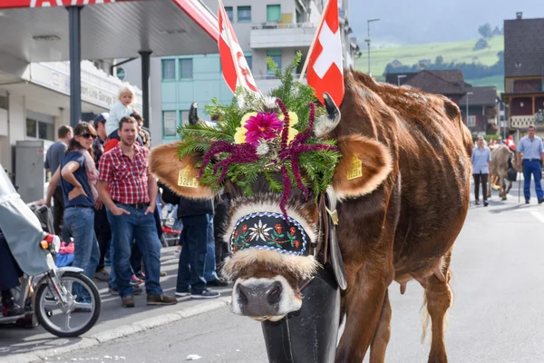 Cow decorated with flowers and flags — Stock Photo, Image