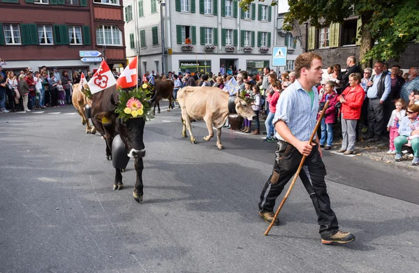 Agriculteurs avec un troupeau de vaches en transhumance annuelle — Photo