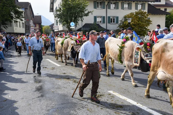 Jordbrukare med en flock kor på den årliga bisamhällen — Stockfoto