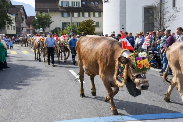 Agricoltori con una mandria di vacche in transumanza annuale — Foto Stock