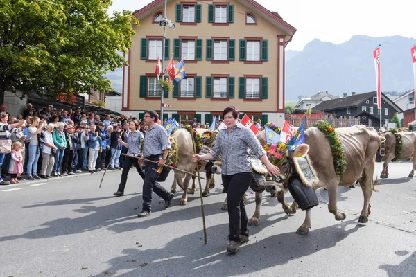 Agricoltori con una mandria di vacche in transumanza annuale — Foto Stock