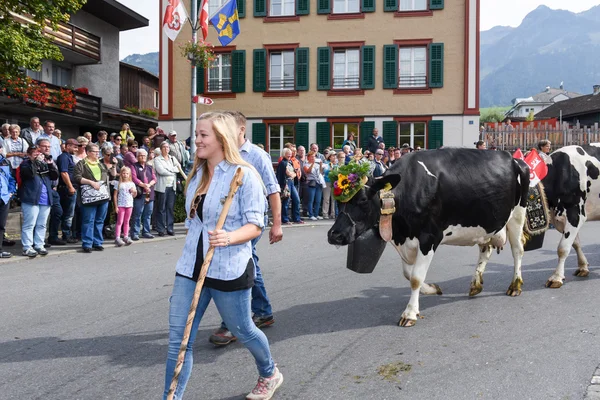 Agriculteurs avec un troupeau de vaches en transhumance annuelle — Photo