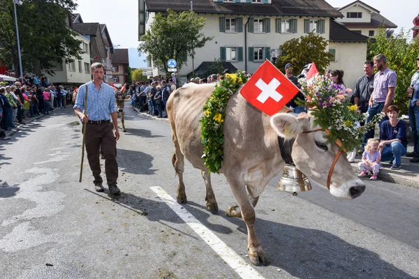 Farmers with a herd of cows on the annual transhumance — Stock Photo, Image
