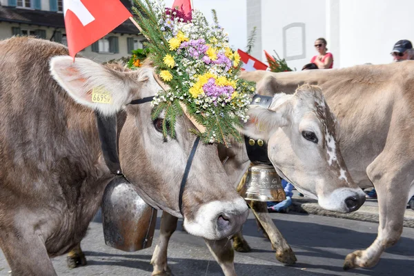 Mucca decorata con fiori e bandiere — Foto Stock