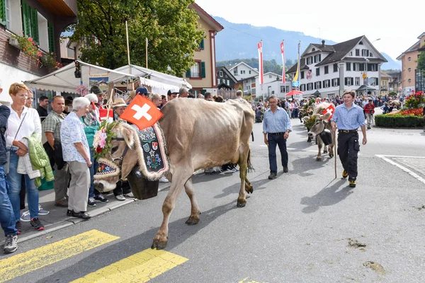Agricoltori con una mandria di vacche in transumanza annuale — Foto Stock