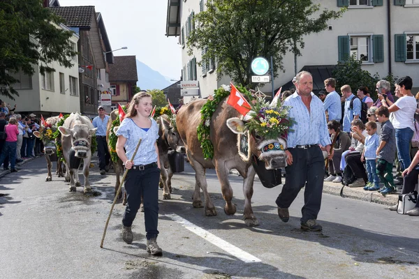 Farmers with a herd of cows on the annual transhumance — Stock Photo, Image