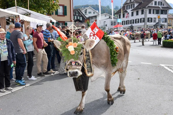 Agriculteurs avec un troupeau de vaches en transhumance annuelle — Photo