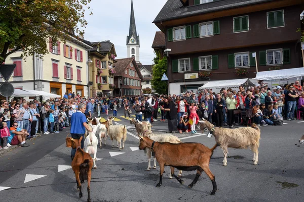 Le défilé annuel de transhumance rurale de Kerns — Photo