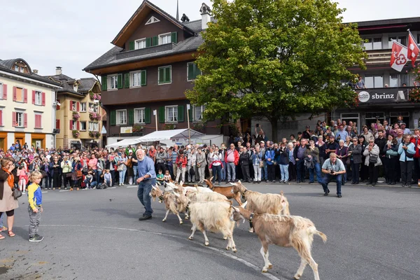Die jährliche ländliche Transhumanz-Parade der Kerne — Stockfoto