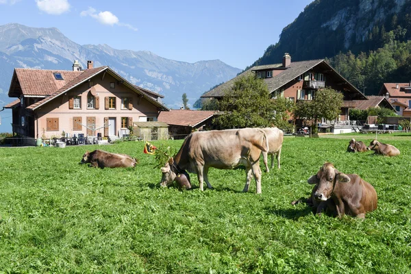 Vidéki tájat, a Jungfrau régióban Iseltwald — Stock Fotó