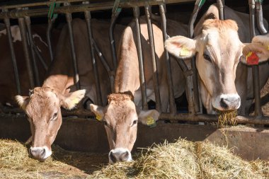 Brown Swiss cows Feeding at a farm clipart